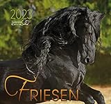 Friese 2023: Fotografien von schwarzen Friesen Pferde