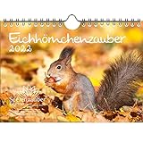 Eichhörnchenzauber DIN A5 Wandkalender für 2022 Eichhörnchen - Seelenzauber