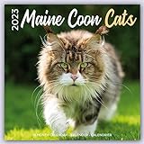 Maine Coon Cats - Main Coon Katzen 2023 - 16-Monatskalender: Original Plenty Gifts-Kalender [Mehrsprachig] [Kalender]