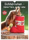 Eichhörnchen - kleine Tiere, große Liebe (Wandkalender 2023 DIN A4 hoch), Calvendo Monatskalender