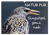 NATUR PUR - Singvögel ganz nah (Wandkalender 2023 DIN A3 quer)