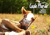 Edition Seidel Coole Pferde Premium Kalender 2022 DIN A3 Wandkalender Pferdekalender Tiere Sprüche lustig Pony