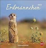 Erdmännchen Postkartenkalender 2022 - Tierkalender mit perforierten Postkarten - zum Aufstellen und Aufhängen - mit Monatskalendarium - 16 x 17 cm