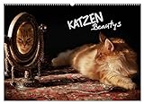 KATZEN Beautys (Wandkalender 2023 DIN A2 quer), Calvendo Monatskalender