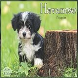 Havanese Puppies 2023 Calendar: Perfect Calendar 16 month for Organizing & Planning