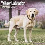Yellow Labrador Retriever - Weißer Labrador 2022- 16-Monatskalender: Original Avonside-Kalender [Mehrsprachig] [Kalender] (Wall-Kalender)