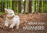 Havaneser - Herz aus Gold (Wandkalender 2022 DIN A3 quer) [Calendar] Mayer, Peter