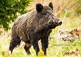 Wildschweine Premium Kalender 2023 DIN A3 Wandkalender Tiere Wildschwein Natur Wildtier Waldtier Schwein Frischling Jagd