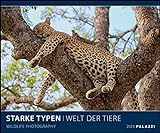 Starke Typen 2023 - Bild-Kalender - Poster-Kalender - 60x50: Wildlife Photography