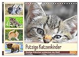 Putzige Katzenkinder. Drollige Kätzchen entdecken die Welt! (Wandkalender 2023 DIN A4 quer), Calvendo Monatskalender