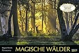 Magische Wälder 2023: Großer Foto-Wandkalender mit Bildern aus bunten Wäldern. Edler schwarzer Hintergrund. PhotoArt Panorama Querformat: 58x39 cm.