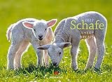 Schafe Kalender 2022, Wandkalender im Querformat (45x33 cm) - Tierkalender