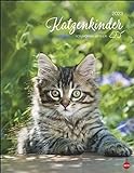 Katzenkinder Posterkalender 2023 von Monika Wegler - niedlicher Tier-Wandkalender mit vielen Fotos und lustigen Mini-Geschichten - mit Monatskalendarium - 34 x 44 cm