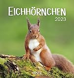 Eichhörnchen 2023: Aufstellbarer Postkartenkalender mit Fotos der lustigen Trendtiere. Format 16 x 17 cm