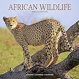 African Wildlife - Afrikanische Tierwelt 2022: Original Avonside-Kalender [Mehrsprachig] [Kalender] (Wall-Kalender)