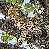 Big Cats 2023: Broschürenkalender mit Ferienterminen. Bilder von Raubkatzen. 30 x 30 cm