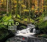 Wald Kalender 2023, Wandkalender im Querformat (54x48 cm) - Landschaftskalender / Naturkalender