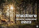 Waldtiere - Heimische Waldbewohner - Der Tierkalender - 2023 - Kalender DIN A3: Der Wandkalender mit den schönsten Waldtier-Motiven!