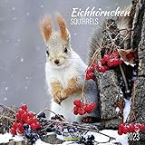 Eichhörnchen 2023: Broschürenkalender mit Ferienterminen. Format: 30 x 30 cm
